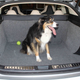 Foto: weccman / Tesla Motor Club. El perrito no viene incluido con la compra del auto.